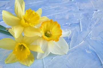 Daffodil white and yellow flower on a blue background. Spring flowers.
