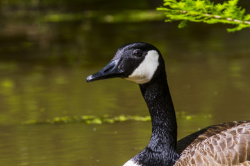 Canada goose in midwest