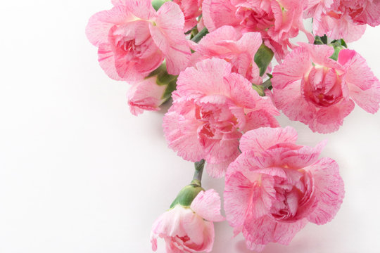 Mother's Day Card. Bouquet of pink Carnations on a white background. Flower gift.