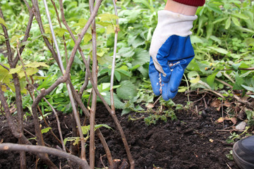 Woman hand in a rubber glove fertilizing a currant shrub with granular autumn fertilizer in the autumn garden