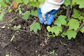 Woman hand in a rubber glove fertilizing a currant shrub with granular autumn fertilizer in the autumn garden