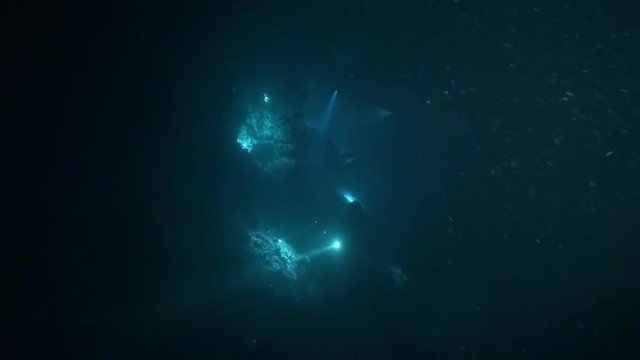 Cameraman at night with flashlights on background underwater in sea of Maldives. Swimming in world of colorful beautiful wildlife of corals reefs. Abyssal relax diving.