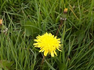a single yellow daffodil in spring on the grass by itself in the day light shining