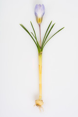 Fototapeta premium Crocuses first spring garden flowers