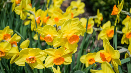 Цветущие желтые нарциссы