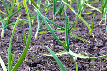 Young shoots of onion and garlic gardening