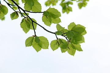 Green leaves isolated on white background 