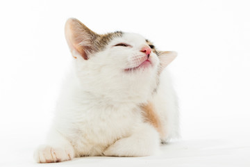 Young kitten smiling