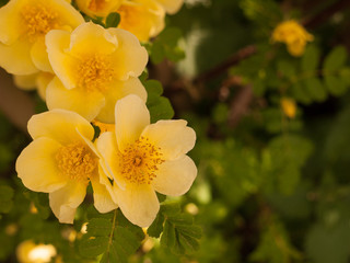 beautiful and stunning soft yellow small roses poking out in this macro of a rose plant with leaves making a blur background bokeh