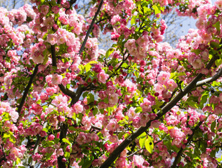 Fototapeta premium Rosa Zierkirsche