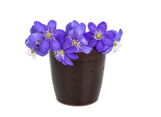 Scilla, first spring flowers
