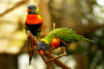 Rainbow lorikeet