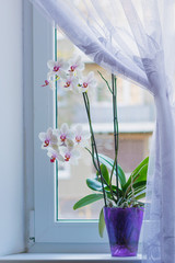 Белая орхидея в сиреневом горшке цветет на подоконнике занавешенного окна
