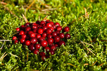 Fresh lingonberries on the moss in the forest