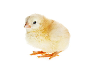 Obraz premium Chicken isolated on a white background