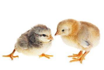 Two little chickens of different colors on a white background