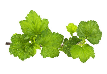 Blackcurrant sprig on a white background