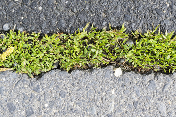 The texture of the old cracked asphalt. Grass grows from cracks in the road.