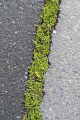 The texture of the old cracked asphalt. Grass grows from cracks in the road.