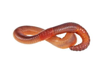Worm on a white background