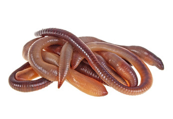 Animal earth worms isolated on white background © domnitsky