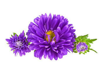 Beautiful flowers, violet aster isolated on a white background