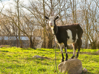 Goats close-up in the village on a meadow feed on grass