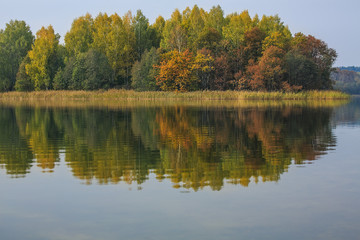 Fototapeta na wymiar Golden autumn. Deciduous trees painted in yellow and scarlet color, the Trees grow on the island and there is a reflection in the water. Filmed in mid-October in Belarus.