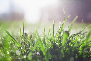 Fototapeta premium Background of green meadow grass lawn in the rays of the rising sun