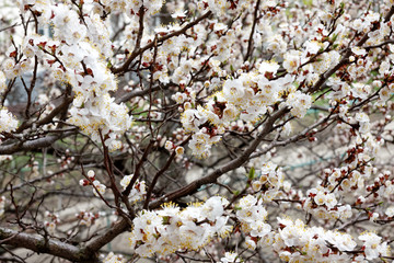 Fototapeta premium Apricot tree flower, seasonal floral nature background