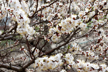 Apricot tree flower, seasonal floral nature background