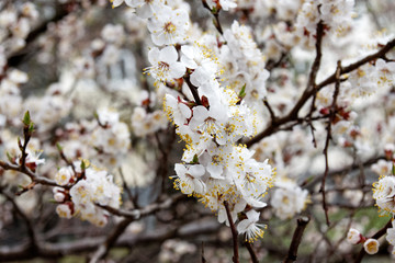 Obraz premium Apricot tree flower, seasonal floral nature background