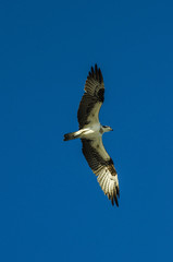 Osprey on te hunt