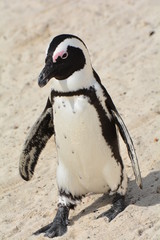 Obraz premium Pinguino