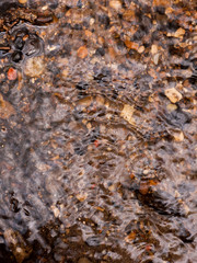 the rippled surface of running water with multicolored natural pebbles below the water surface and some sticking out shining and glistening as water travels over and down stream