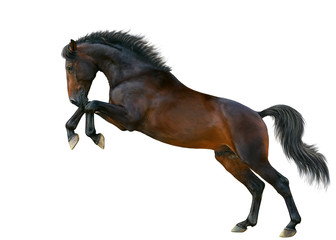 A horse stands on the hind legs.