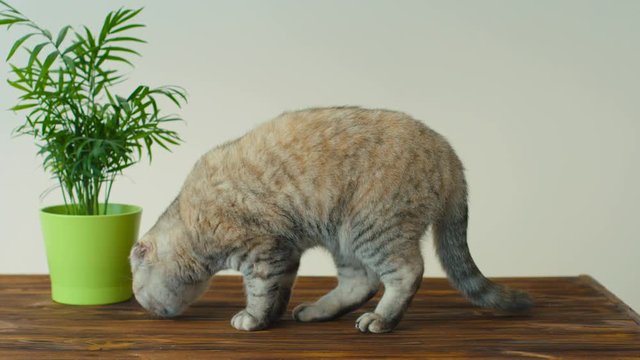 Scottish fold kitten searching something on the brown floor. Close up. Cute serious cat sniffing on the floor. Indoor.