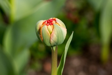 Fototapeta premium Red tulip