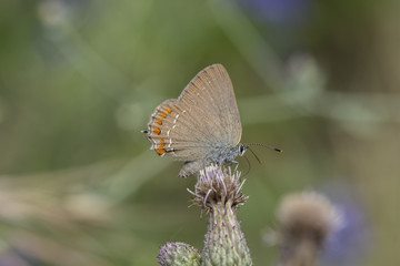 False Ilex Hairstreak (satyrium esculi), Maritime Alps, France.