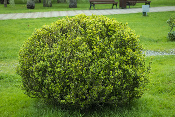 photo of green Bush on the lawn