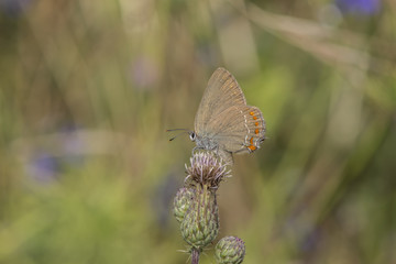False Ilex Hairstreak (satyrium esculi), Maritime Alps, France.