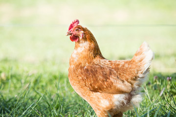 Chicken Hen In Profile In Grass