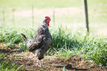 Chicken Rooster In Profile Standing Up
