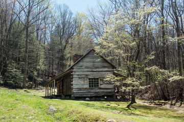 Bud Ogle Cabin With Spring Blooming Dogwood Smoky Mountains Tennessee