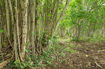 Hazel trees with living and dry wood, this kind of environment is important for many endangered insects