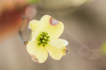 White Dogwood Bloom In Spring