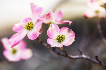 Pink Dogwood Bloom in Spring