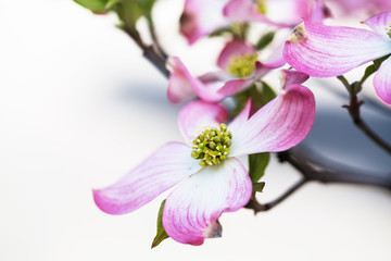 Close Up Pink Dogwood Tree Bloom