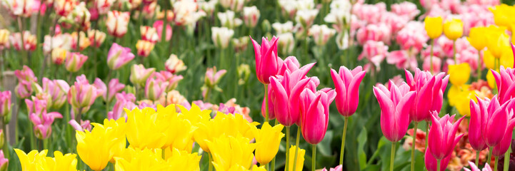Tulpenfeld - Banner