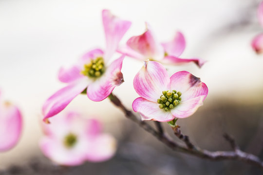 Beautiful Pink Dogwood Tree Flower Bloom
